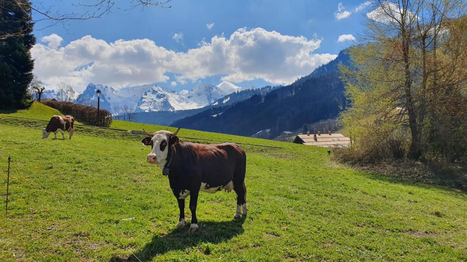 Le Rookie Mountain Hotell Le Grand-Bornand Exteriör bild